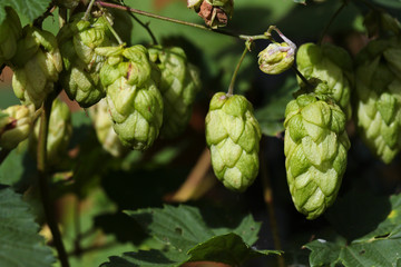 Obraz premium Humulus flowers on the green branches with leaves