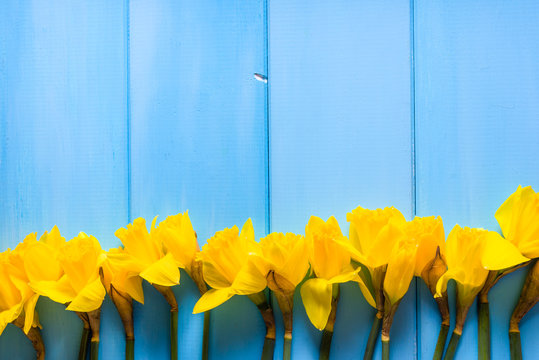 Yellow daffodils, spring easter background