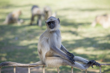 Animal a monkey in India South flat Langur

