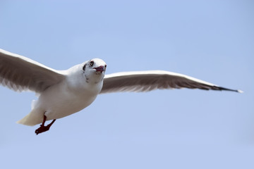 Seagull