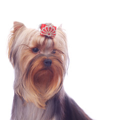 Yorkshire terrier