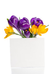bouquet from crocus flowers in vase  with empty card for your text isolated on white background
