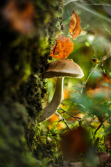 Mushroom boletus (leccinum scabrum) growing in a beautiful forest in a moss, close-up, selective focus. 