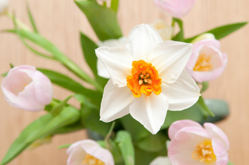 springtime floral bouquet of tulips flowers