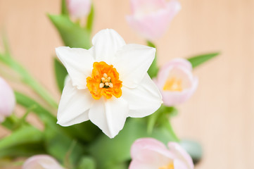 springtime floral bouquet of tulips flowers
