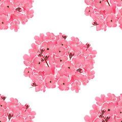 Sakura. Bouquet of pink cherry flowers. Isolated on white. Seamless background. illustration