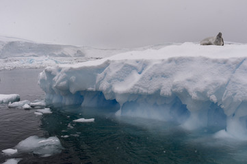 Crabeater seal (Lobodon carcinophaga), Portal Point, Antarctica