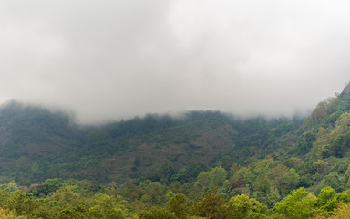 foggy on green forest