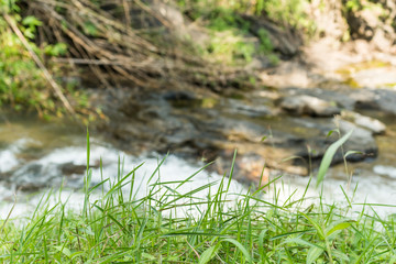 Grass near water fall