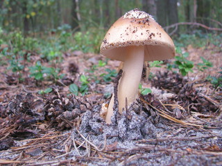 Mushroom in the Belarusian autumn forest
