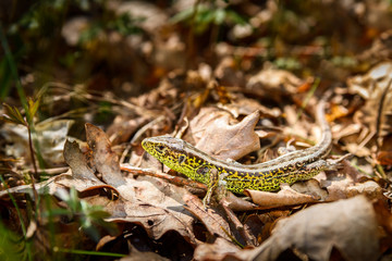 Lizard on dry leaves in forest, Lacerta agilis