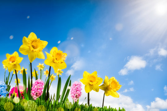 Bunte Osterglocken auf einer Wiese im Fr&uuml;hling