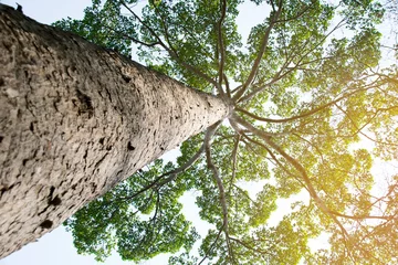 Fotobehang Baobab Bovenaanzicht van boom- en zonlichteffect