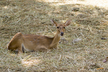 Image of a deer relax on nature background. wild animals.