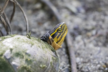 Image of an eastern chicken turtle in thailand. Wild Animals.