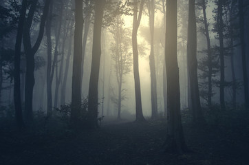 light in foggy forest background