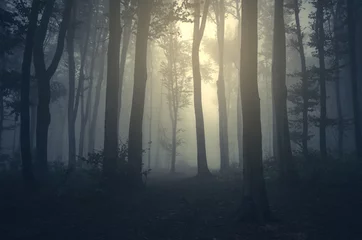 Zelfklevend Fotobehang light in foggy forest background © andreiuc88