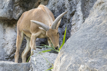 Image of a mountain goats standing on a rock and eating grass. Wild Animals.