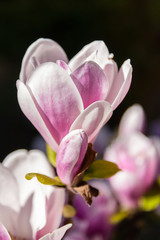 Pink magnolia flowers