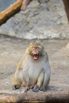 Image of a monkey on nature background. Wild Animals.
