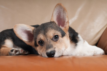 Pembroke Welsh Corgi