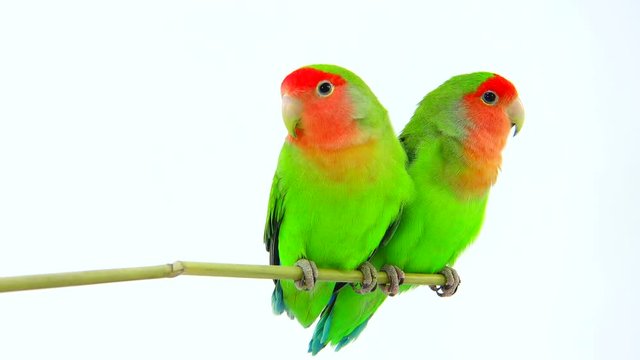 lovebirds on a white background