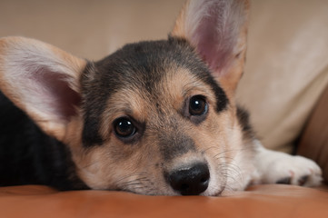 Pembroke Welsh Corgi
