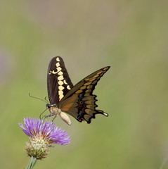 Obraz premium Western Giant Swallowtail on Thistle