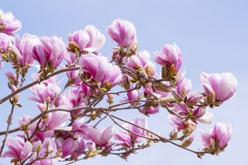 Blooming magnolia tree in spring