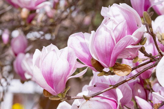 Blooming magnolia tree in spring