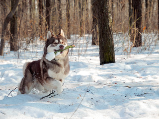 Husky runs with a stick in his teeth in winter in the snow