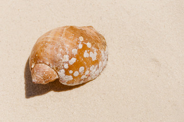 Malediven, Muschel, Sandstrand, Sand, Meer, Ari-Atoll, Insel, Badeferien, Tauchen, Schnorcheln