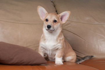 Pembroke Welsh Corgi