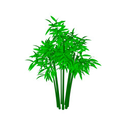 Bamboo tree. Isolated on white background. Isometric view.