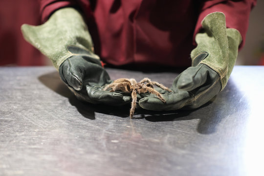 Mid section of college student wearing protective gloves handling chilean rose tarantula in lab