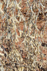 Soybeans ready for harvest