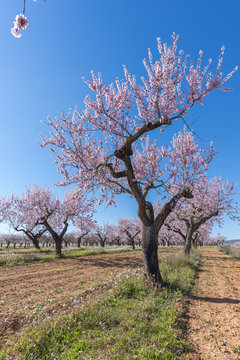Almendros floreados.