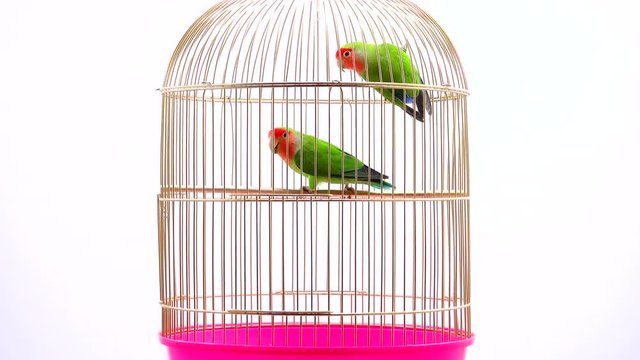 lovebirds in a cage on a white background