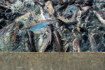 Group of fish in river with wooden bridge.