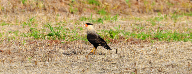 Hawk on the ground of a field