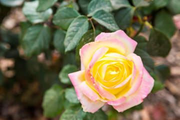 Pink and Yellow Rose