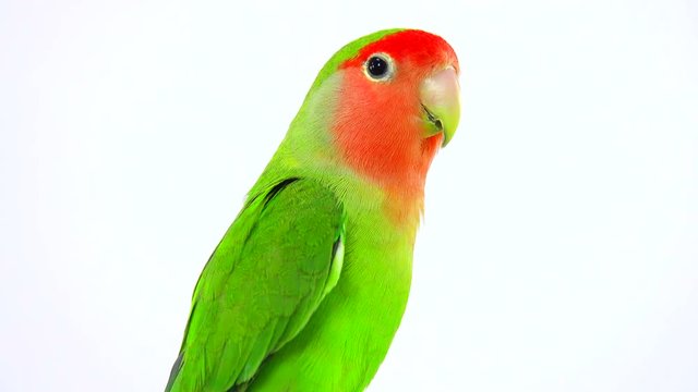 lovebirds on a white background