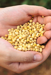 Mens hand holding soya grains