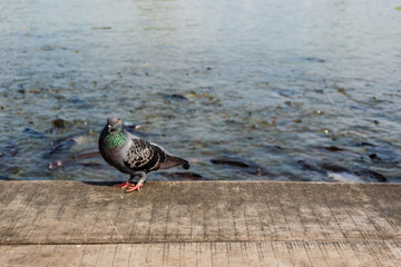 Pigeon on wooden floor with river view background.