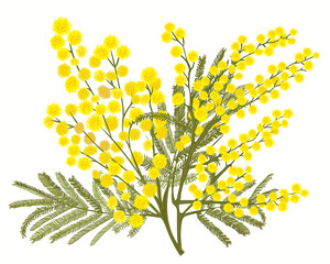 Hand-drawn branch of mimosa isolated on white background