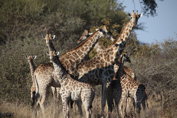 Giraffen Gruppe