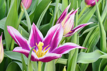 Purple narcissus, close up