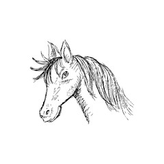 Hand drawing horse head 