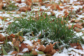 Dry leaves on the snowbound green grass in park.