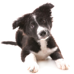 border collie ( 3 months old)